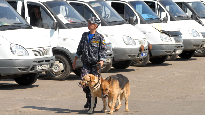 Запах привёл к бытовке: В Московском районе пропавшего ребёнка нашли с помощью собаки