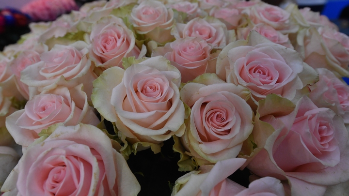 Средний чек на покупку цветов к 8 марта вырос на 10% с прошлого года