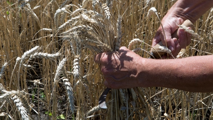 Зерновая сделка России: суть, почему возобновлена, возможен ли отказ от нее