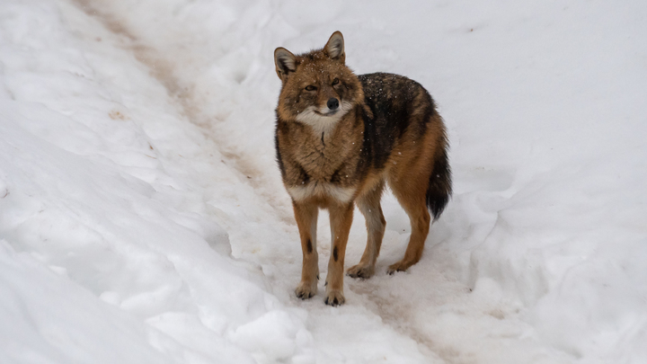 Воют под окнами каждую ночь: шакалы не дают спать жителям Сочи