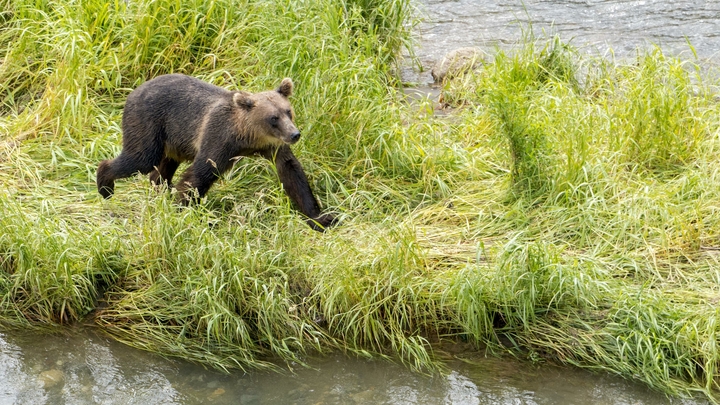 В Ярославской области из-за огромного медведя люди бояться ходить за грибами и ягодами