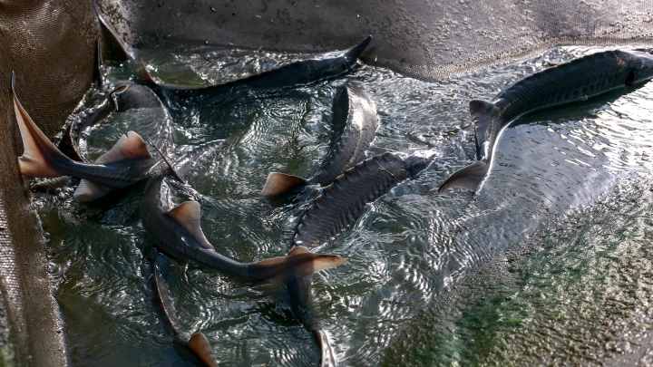 Рыбалка во время нереста обошлась двум жителям Поморья в миллион рублей