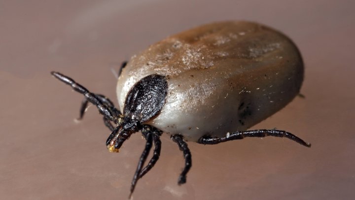 В России появились случаи заражения вирусом Хасеки: стоит ли волноваться и как избежать болезни