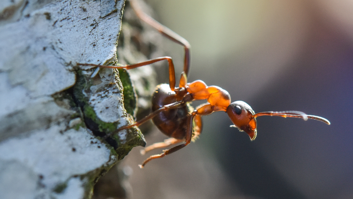 В Японии смертельно опасный муравей впервые напал на человека