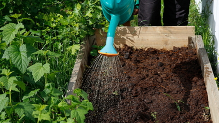 Где взять самую полезную для огорода воду: Есть простая хитрость опытных дачников