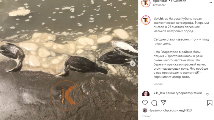 В Краснодаре на берегу реки Кубань обнаружили мертвых птиц