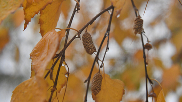 Последние выходные октября будут пасмурными и дождливыми