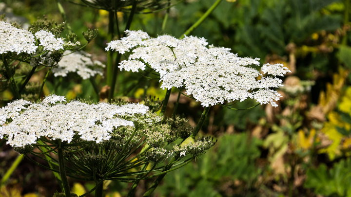 Власти Минска заявили о готовности навсегда уничтожить опасный сорняк