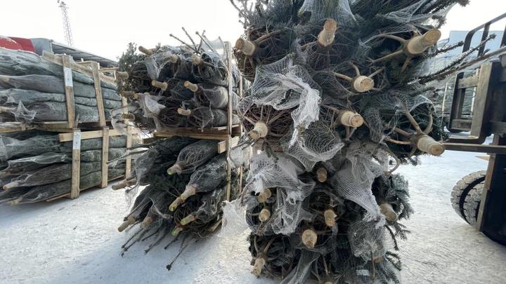 Жители Подмосковья отдают предпочтение новогодним пихтам