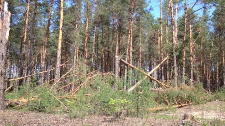 Квадрокоптеры помогут установить масштаб ущерба от урагана в нижегородских лесах