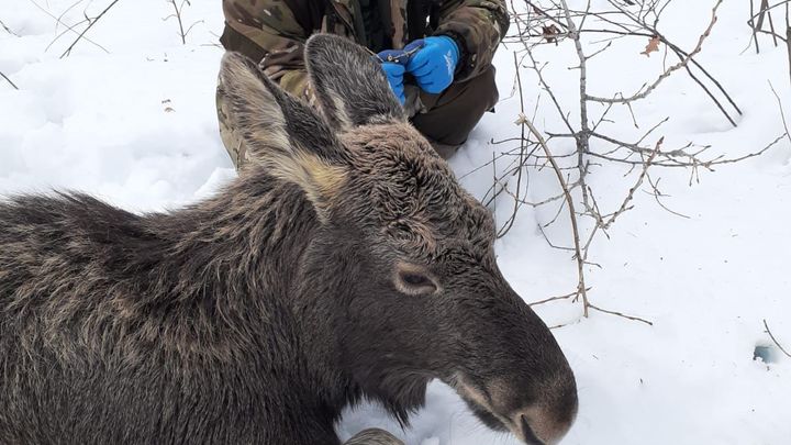 Лосей спасли от гибели в Нижегородской области: животные чуть не погибли в ледяной воде Керженца