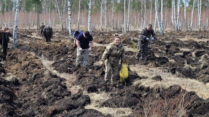 Забайкальцы посадили свыше 120 тысяч саженцев по акции «Сад памяти»
