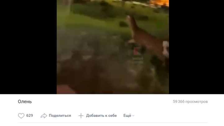 В Краснодаре не смогли поймать молодого оленя, который бегал по скверу в районе Гидростроя