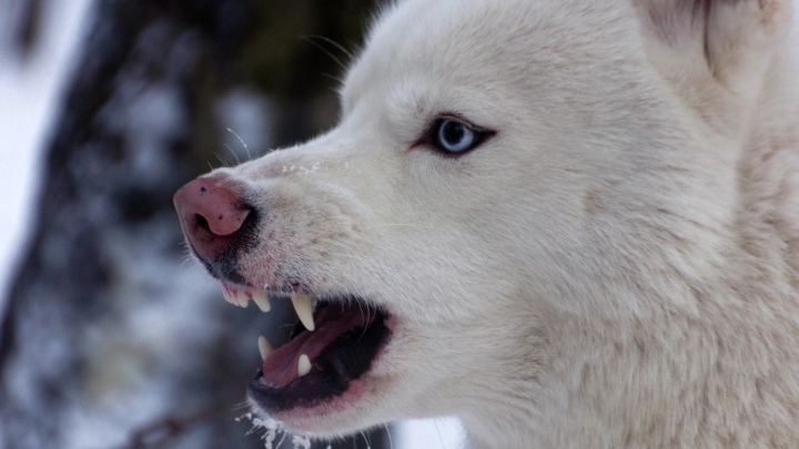 Хозяин пса заплатит: суд взыскал 100 тысяч в пользу искусанного ребёнка