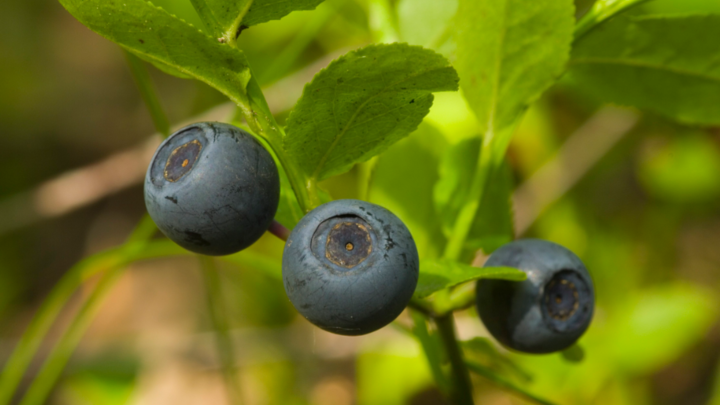 Учёные выяснили, что всего 25 граммов черники в день помогают сжигать жир