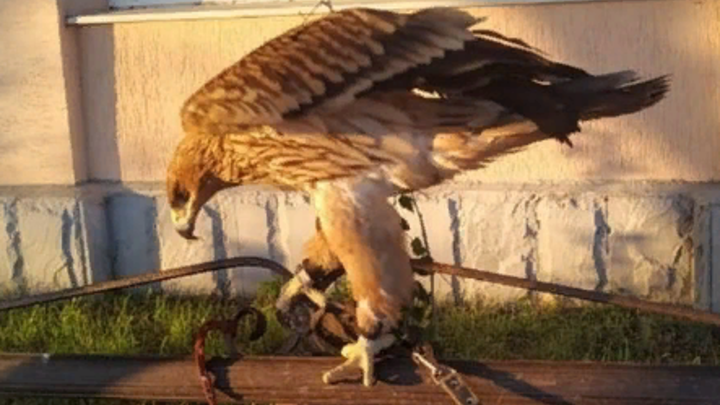 В Анапе уличные  фотографы остались без ястреба и двух орлов