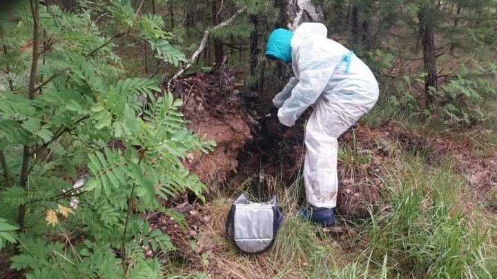 Стало известно, сколько доз вакцины от бешенства разложат в свердловских лесах в 2024 году