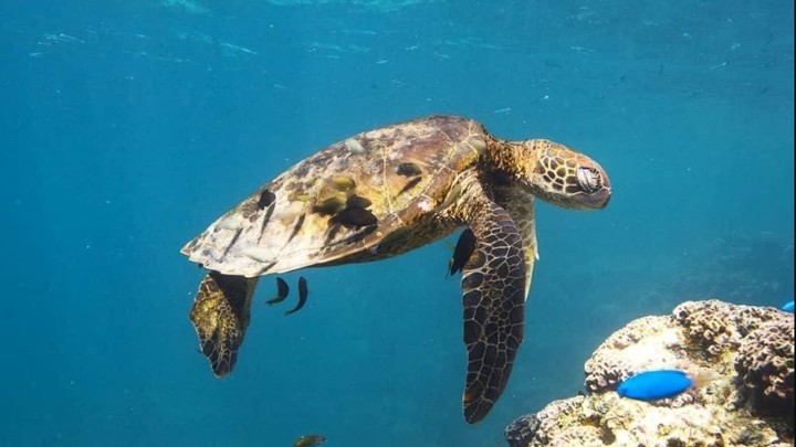 В Одессе голод? Убийство черепахи вызвало подозрения