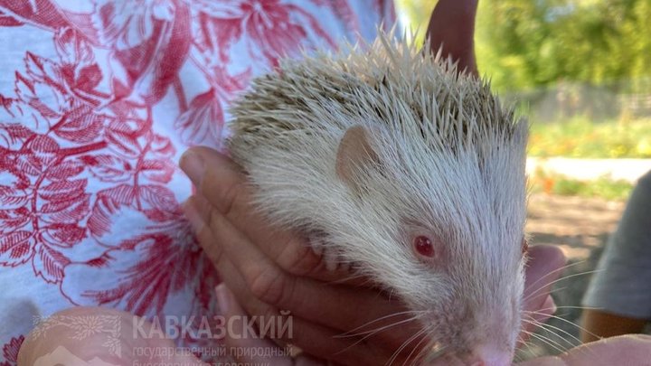 В Сочи спасли и нашли дом редчайшему ежу-альбиносу