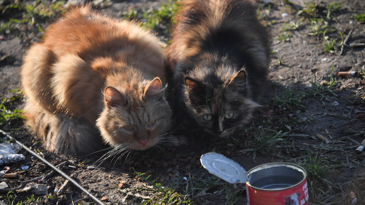 В Краснодаре неизвестные сбрасывают с балкона многоэтажки животных