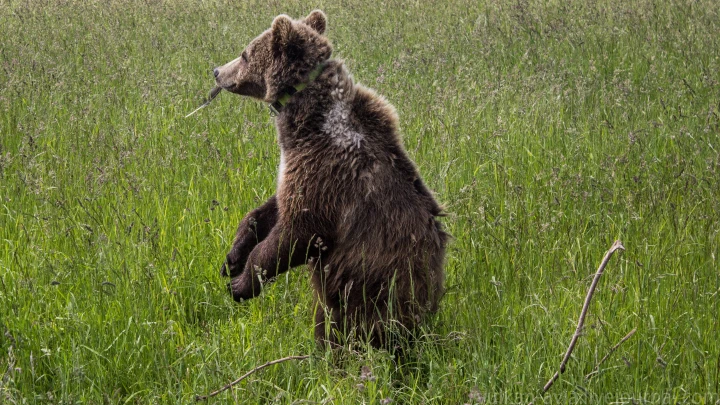 Проход в одну ногу поможет. Кийя!: Видео ММА-боя чеченца и медведя взорвало соцсети