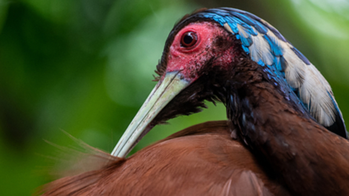Птица протаранила лобовое стекло самолёта на скорости 300 км в час