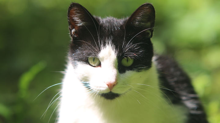 Москвич расстрелял бездомных кошек