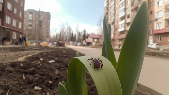 Кровососы атакуют. Эксперт назвал эффективные способы защиты от клещей