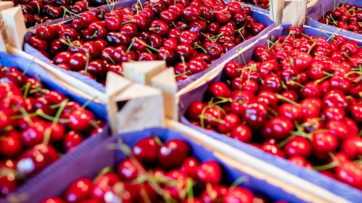 Накормим кого хочешь: Рогов оценил аграрный потенциал Запорожья