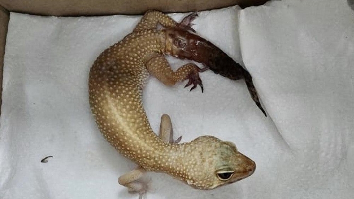 В Кавказском районе ветеринаров привлекли для спасения умирающей ящерицы