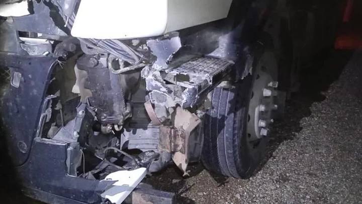 На Кубани автомобилист сбил благородного оленя