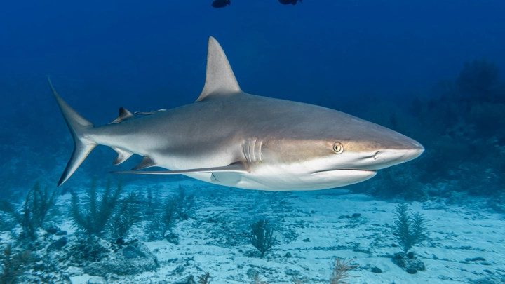 Подросток получил тяжёлые раны ног при нападении акулы на пляже Шарк-Бич в Австралии