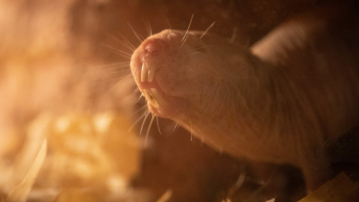 Возможно ли жить 500 лет? Учёные разгадали секрет голых землекопов