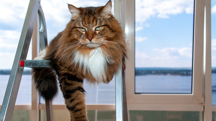 Власьев день 24 февраля: чем этот день опасен для домашних кошек