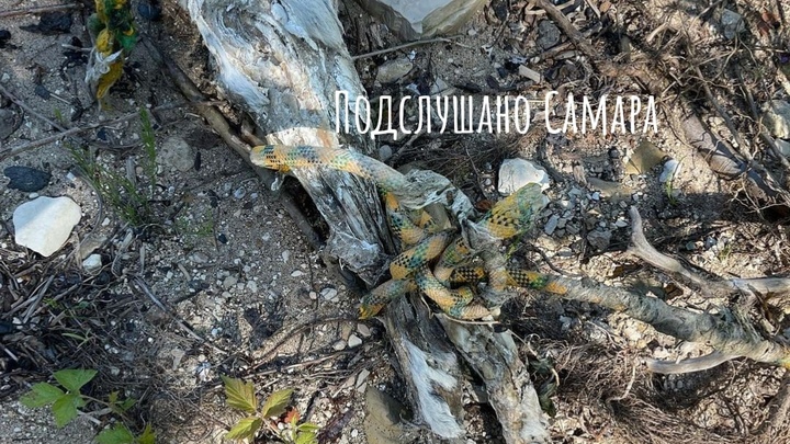 В Самаре ищут виновного в жестоком убийстве собаки