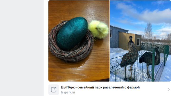 Страусы в Истре снесли изумрудное яйцо весом почти в килограмм