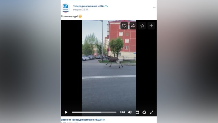 Бегающего по городу лося заметили в Междуреченске