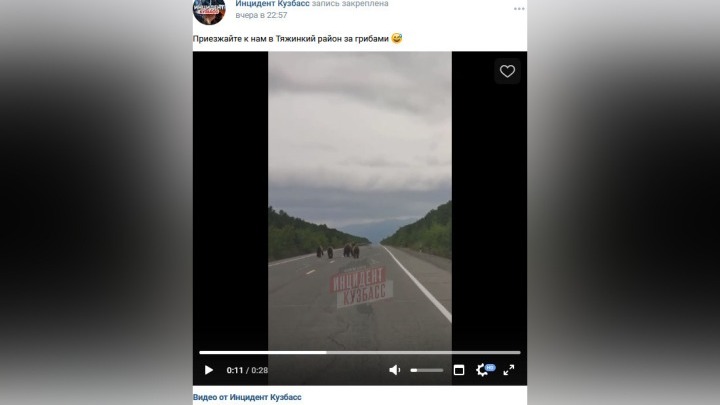 Четыре медведя устроили пробежку по трассе в Кузбассе