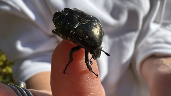 Укус страшнее, чем у кобры. Жуки-убийцы атакуют русских туристов во Вьетнаме