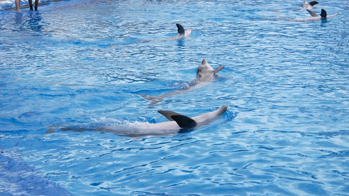 Власти Севастополя сделали заявление о найденных мёртвых дельфинах