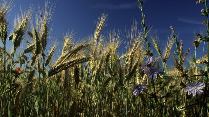 Обрекает украинцев на голод: Сенатор рассказала, как Европа будет цинично грабить Украину