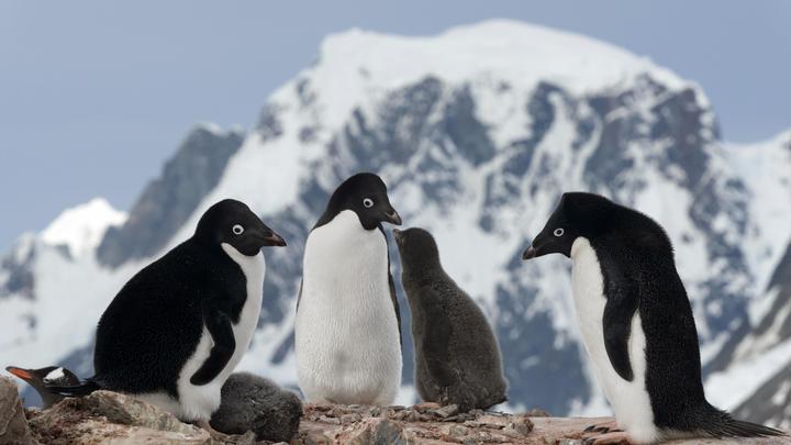 Тушки пингвинов поставили учёных в тупик, но загадку удалось разгадать