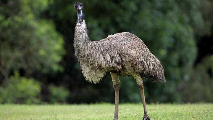 Фермеры из Коми третий день не могут поймать беглого страуса Васю