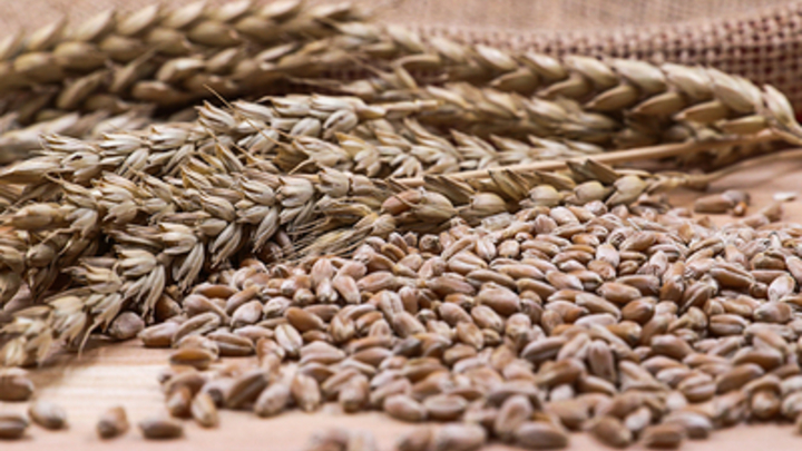 Болгария хочет ввести запрет на поставки зерна с Украины по примеру Польши