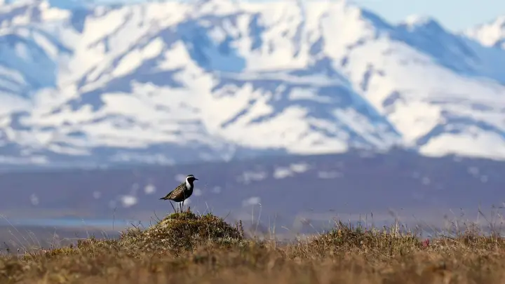 Легко отделались: У берегов Аляски произошло очень сильное землетрясение
