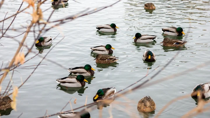 Утиная перепись: На природных территориях столицы подсчитали водоплавающих птиц