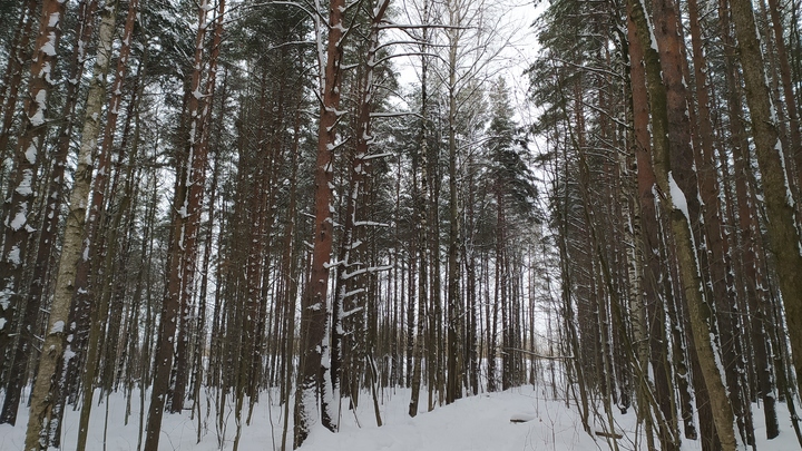 Человеческую ногу нашли возле одного из домов в Пушкино