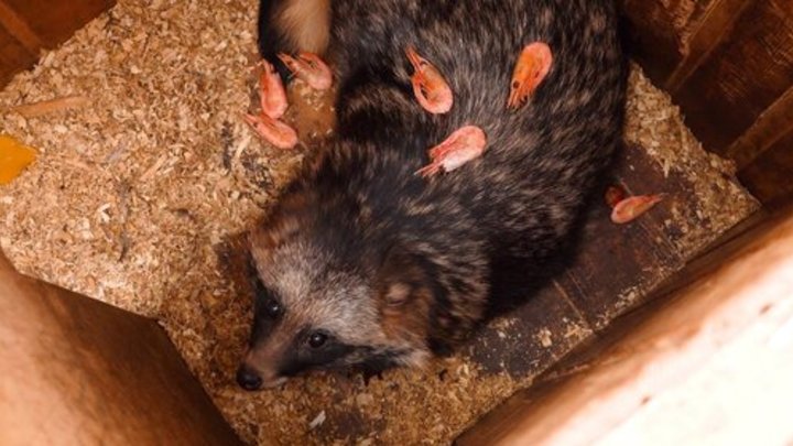 Креветка для Бубы. Удивительная спячка енотовидной собаки в Москве