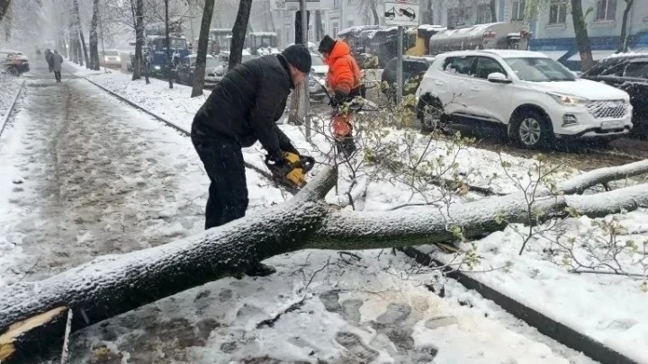 Снежный шторм в Подмосковье уронил 75 деревьев