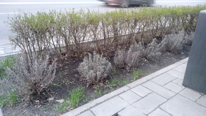 Лаванда в центре Ростова не пережила зиму